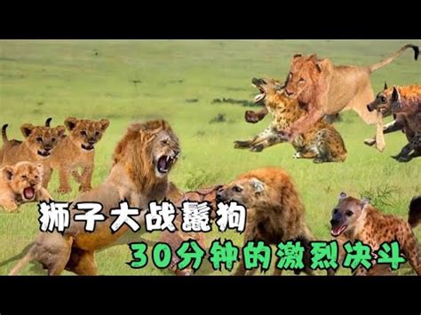 獅子尾巴的功能|獅子尾巴能助你升職加薪嗎？